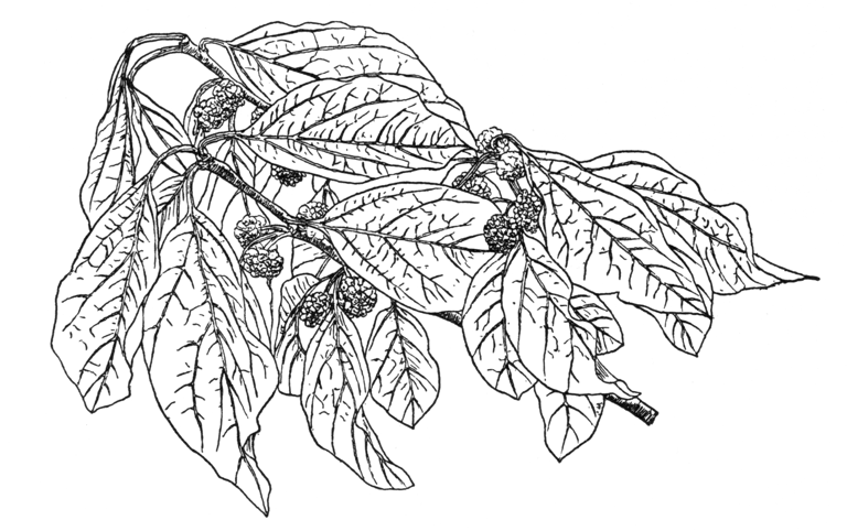Cudrania tricuspidata