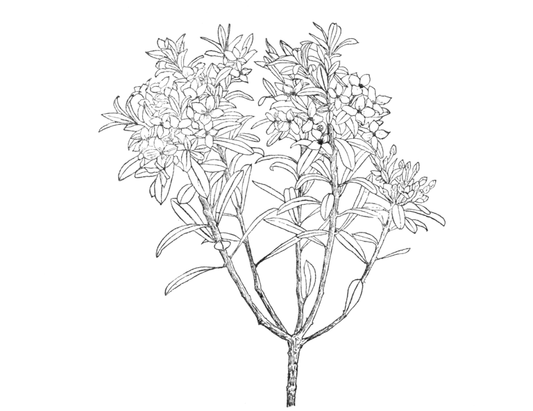 Daphne × neapolitana