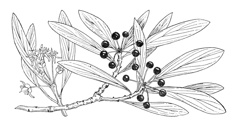 Drimys lanceolata