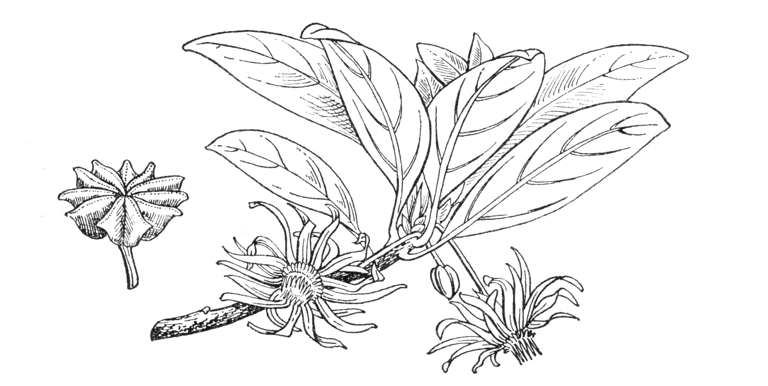 Illicium floridanum