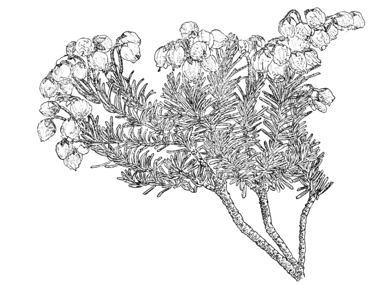 Phyllodoce × intermedia