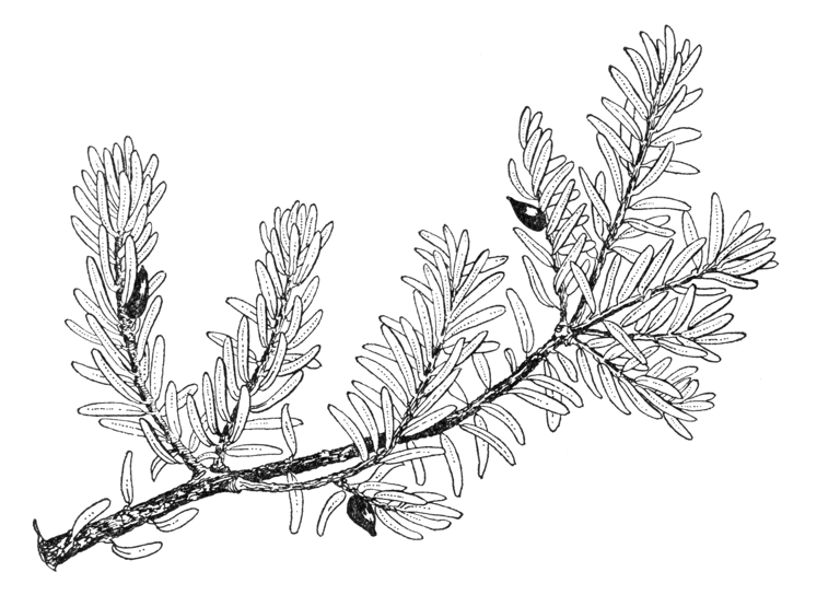 Podocarpus alpinus