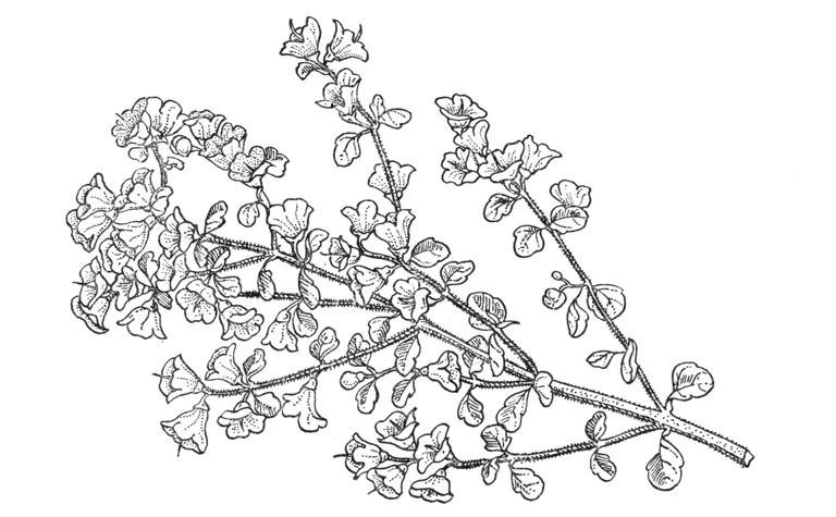Prostanthera rotundifolia
