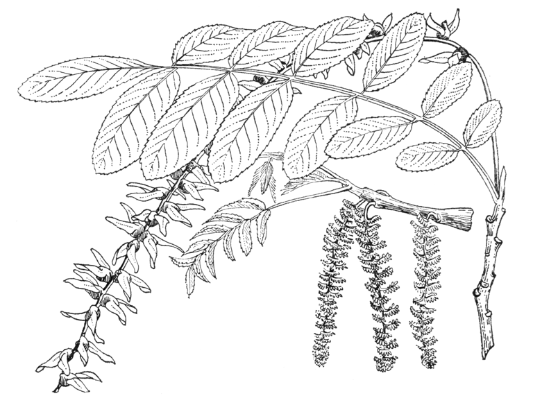 Pterocarya stenoptera