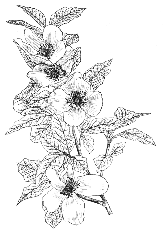Stuartia malacodendron