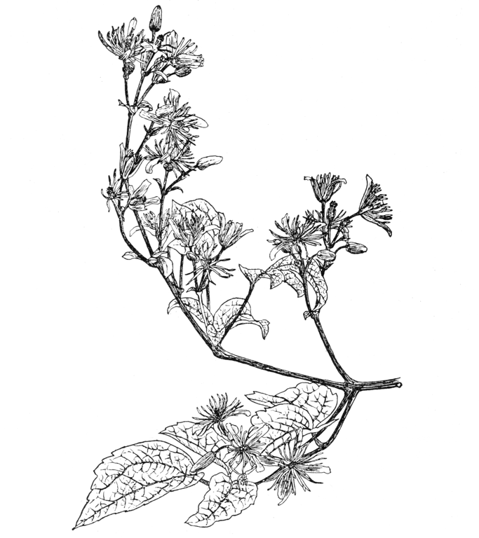 Clematis × jouiniana