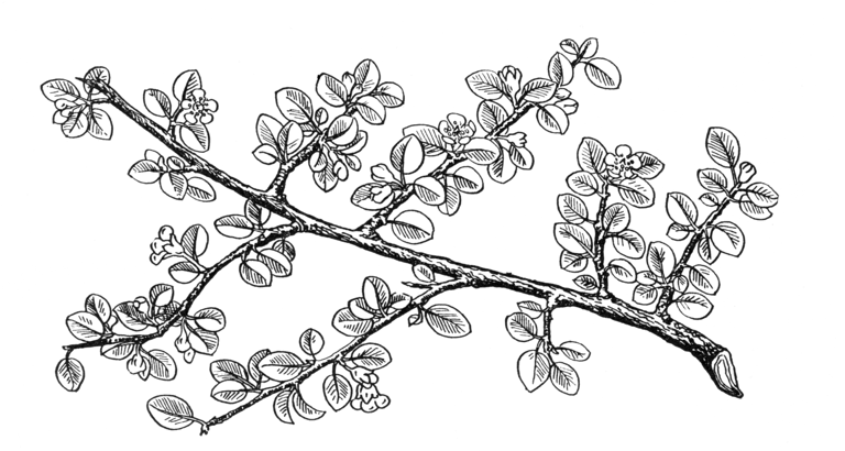 Cotoneaster adpressus