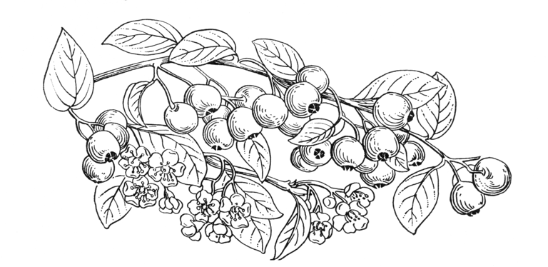 Cotoneaster hupehensis