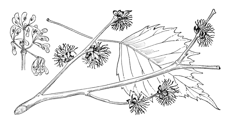 Euptelea polyandra