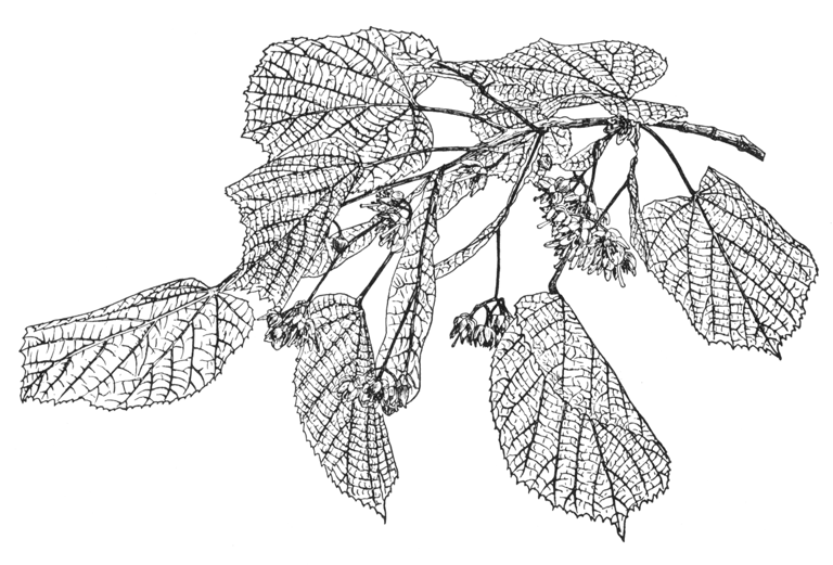 Tilia petiolaris