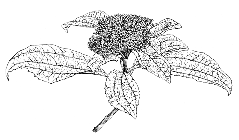 Viburnum davidii